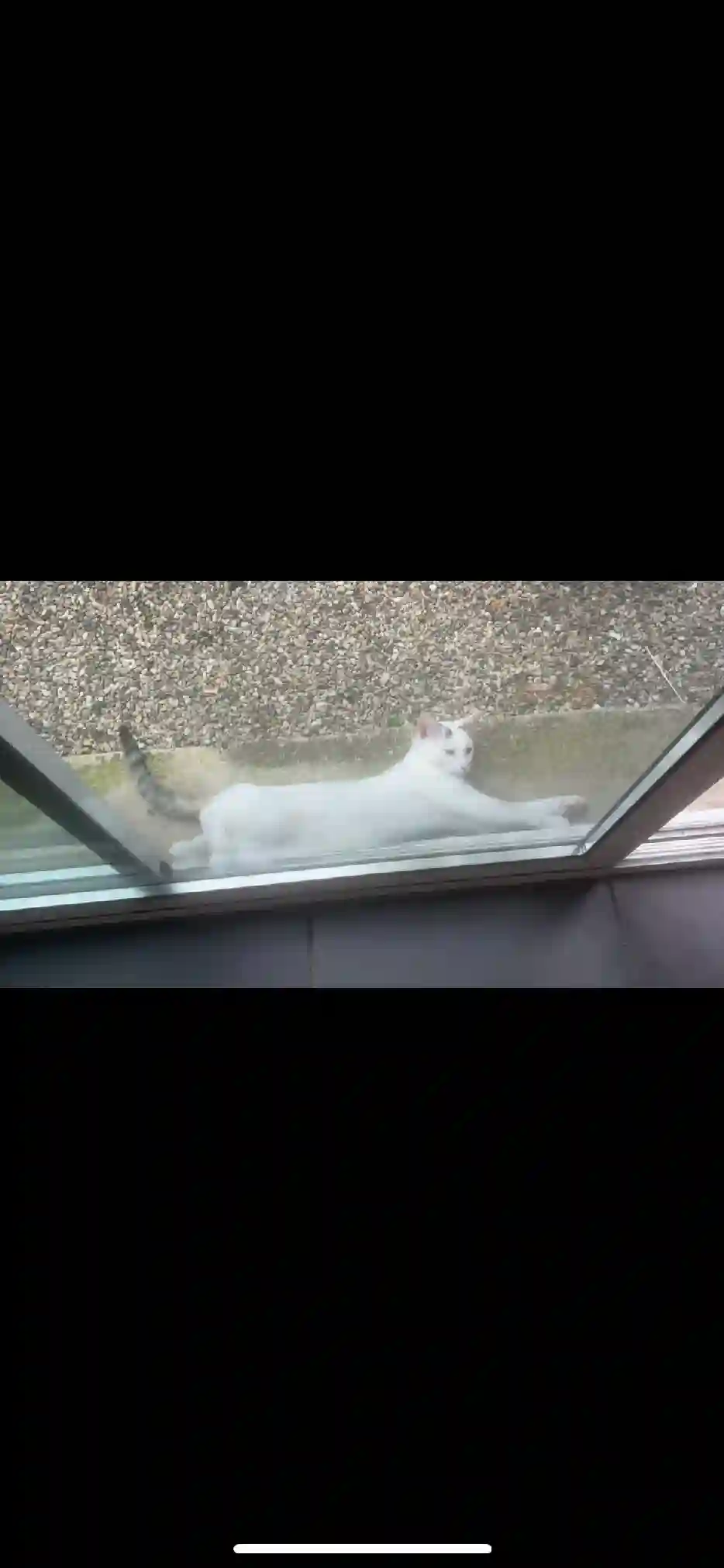 Chat Perdu 80 Somme Amiens - Lili Chat Perdu 80 Somme Amiens - Lili