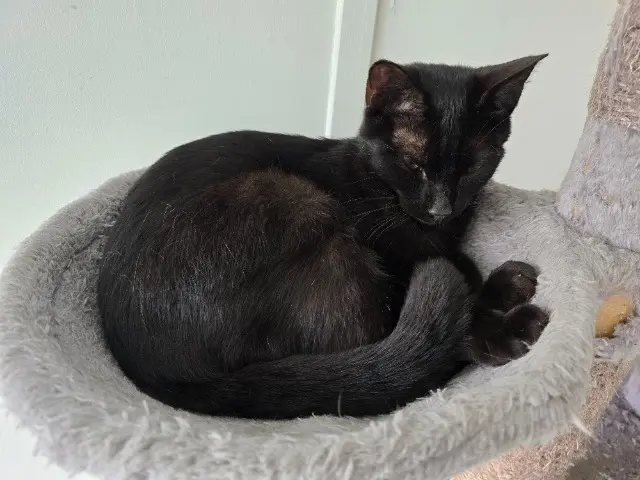 chat lost    Amiens Mercutio