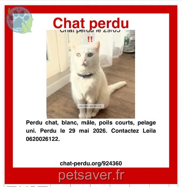cat lost   80000 Amiens Moustique