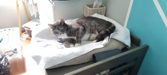 chat lost    Amiens Mylo