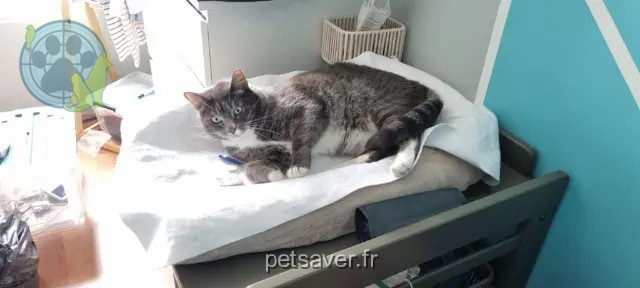 gato perdido Amiens Mylo gato lost Amiens Mylo
