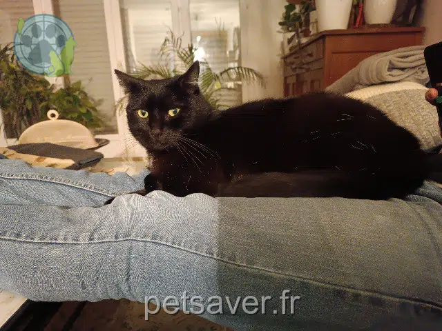 chat perdu 80000 Amiens Olie chat lost 80000 Amiens Olie
