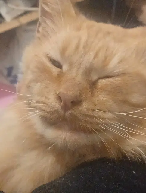 chat lost    Amiens Pablo