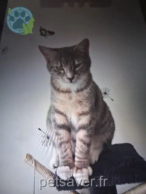chat lost 80000 Amiens Pinpin