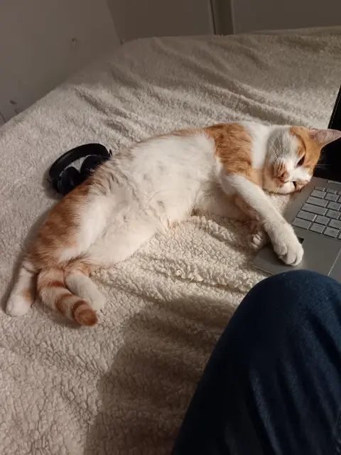 chat lost    Amiens Popcorn