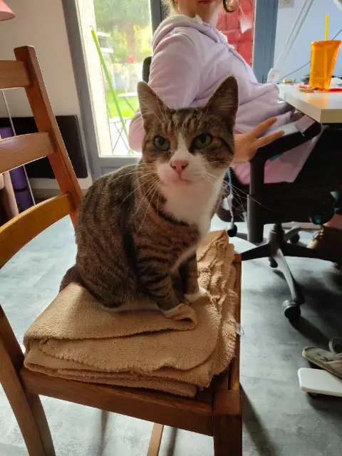 chat lost    Amiens Scratch