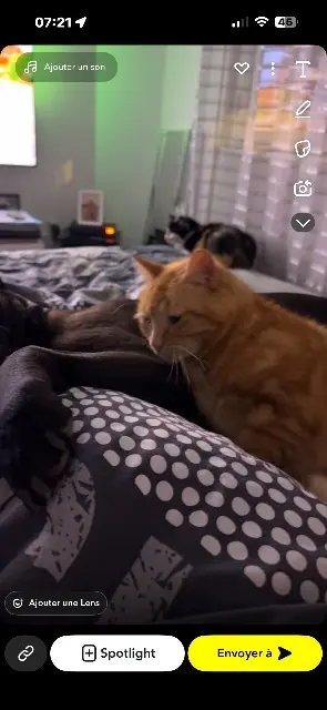 chat lost    Amiens Simba