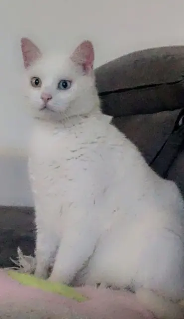 Kater vermisst Amiens Snow Kater lost Amiens Snow
