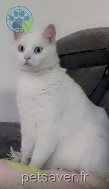 kater vermist Amiens Snow kater lost Amiens Snow
