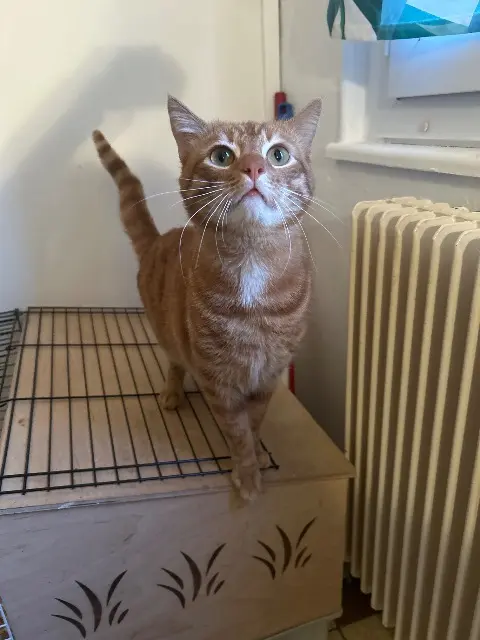 gatto perso Amiens Titi tigrou gatto lost Amiens Titi tigrou