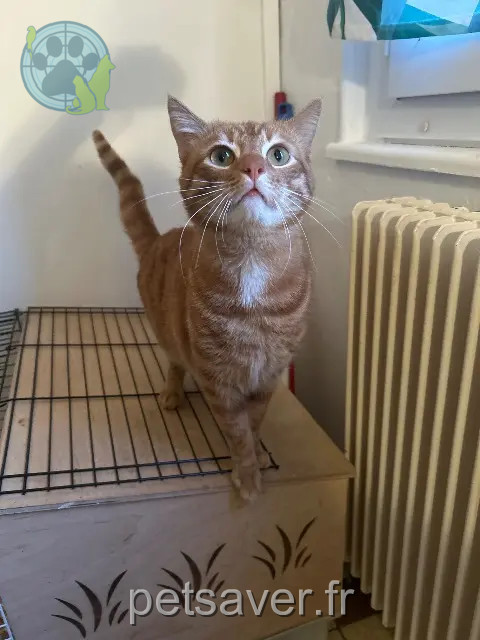 gato perdido Amiens Titi tigrou gato lost Amiens Titi tigrou