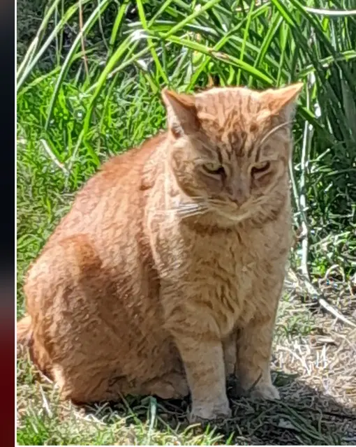 chat lost    Amiens Triskel