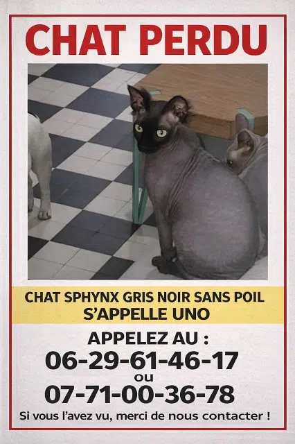 chat lost   80000 Amiens Uno