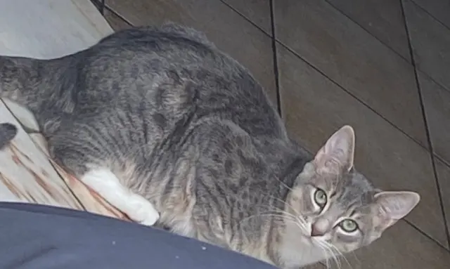 chat lost    Amiens Vaillant