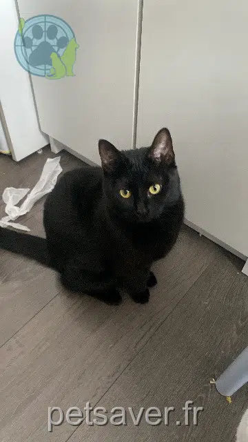 gato lost 80000 Amiens Venus