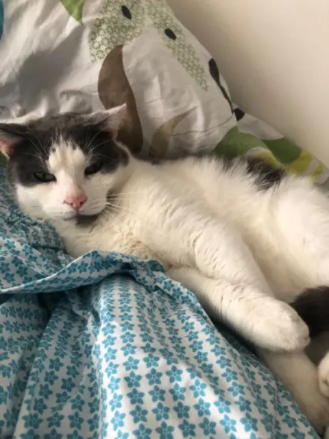 chat lost   80136 Rivery Arrow