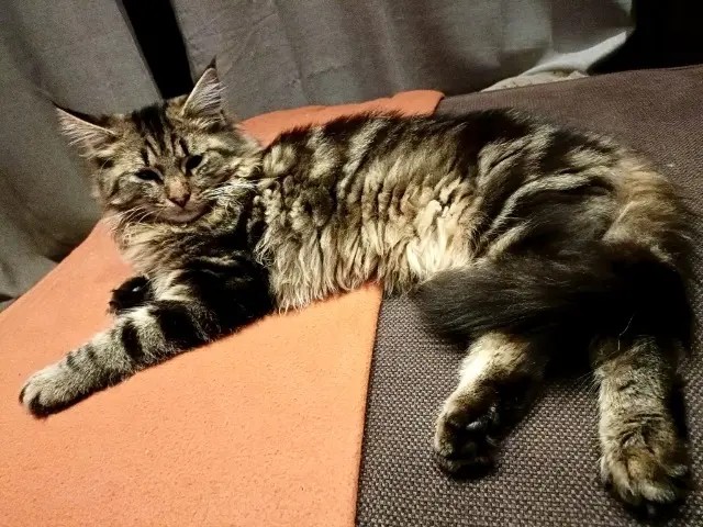 chat lost   80132 Mareuil-Caubert Ary