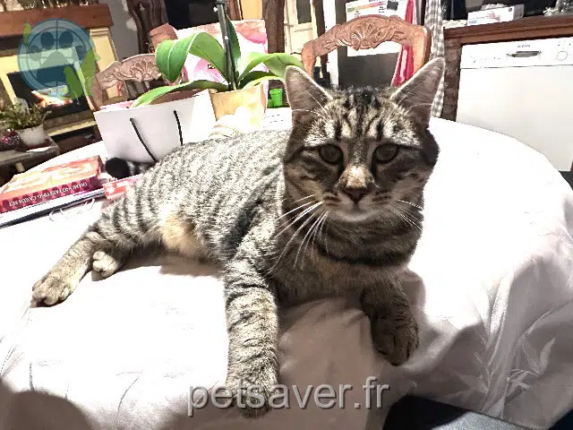 chat lost   80480 Saleux Aster