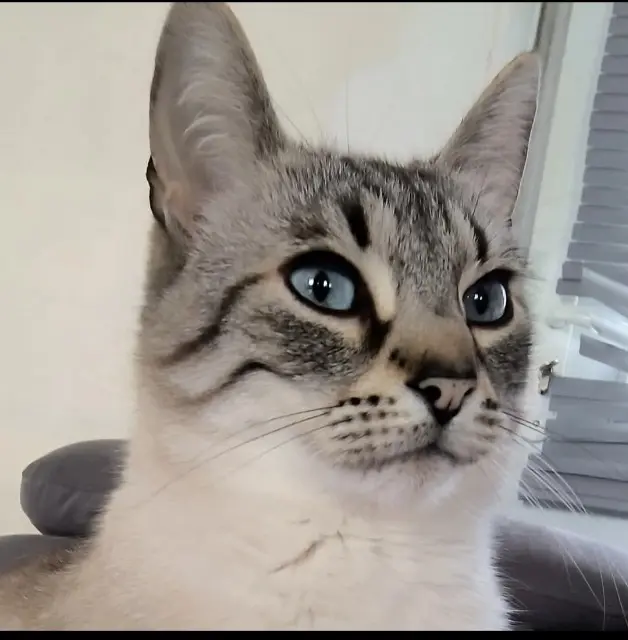 chat lost   80190 Nesle Bart