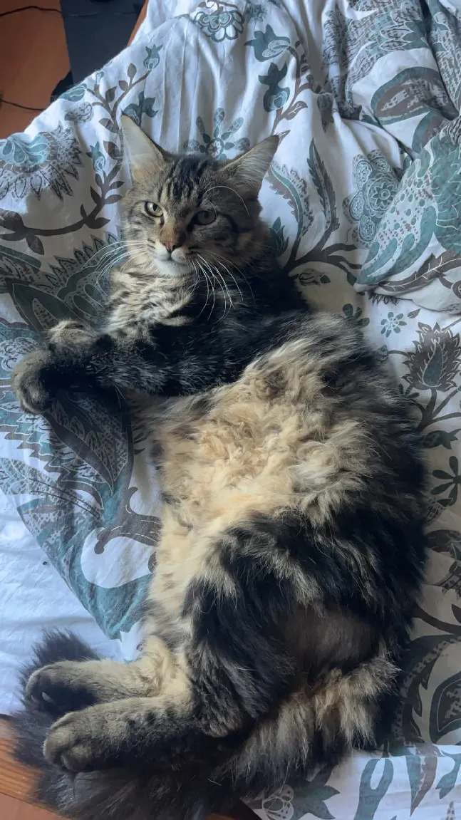 Chat Perdu 80 Somme - Billy Chat Perdu 80 Somme - Billy