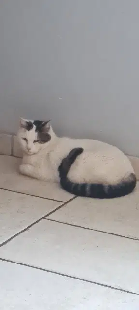 chat lost   80150 Le Boisle Billy