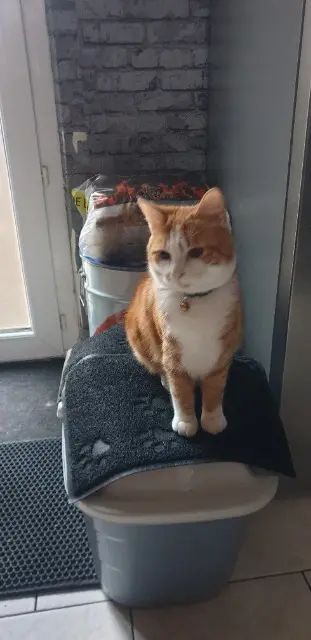 chat lost   80750 Fienvillers Bouddha