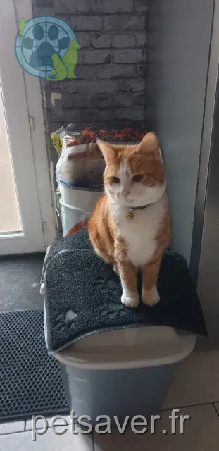 cat lost 80750 Fienvillers Bouddha cat lost 80750 Fienvillers Bouddha