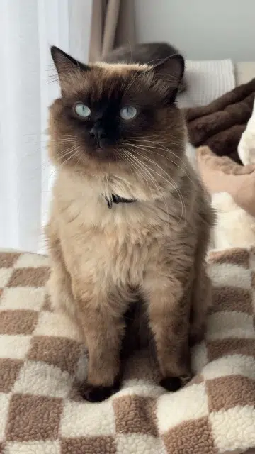 chat lost   80430 Liomer Capy