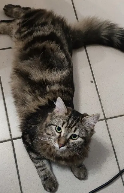 gato perdido 80170 Rosières-en-Santerre Chouchou gato lost 80170 Rosières-en-Santerre Chouchou