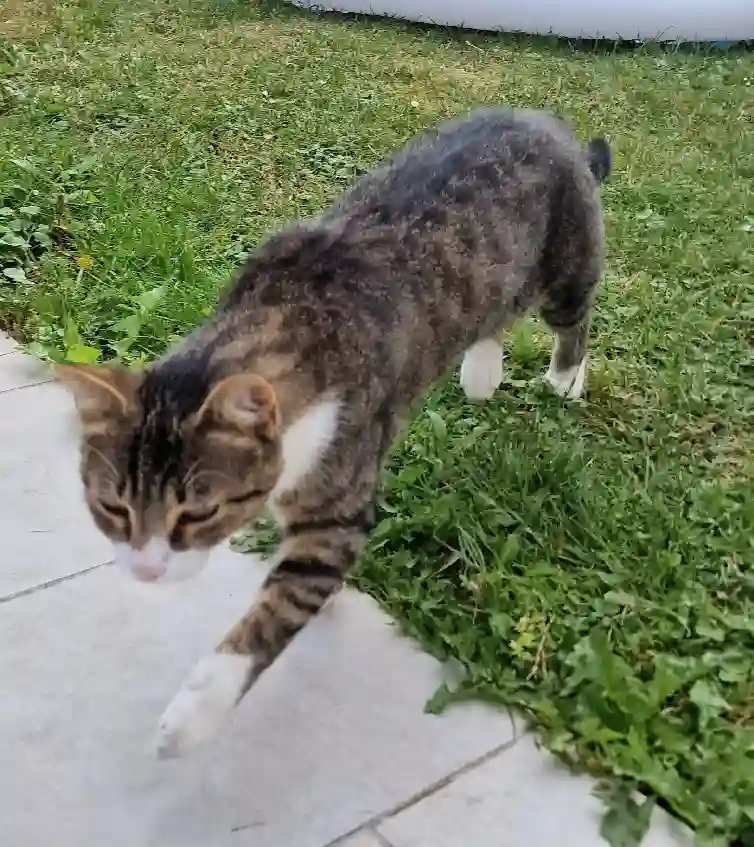 Chat Perdu 80 Somme - Cookie Chat Perdu 80 Somme - Cookie