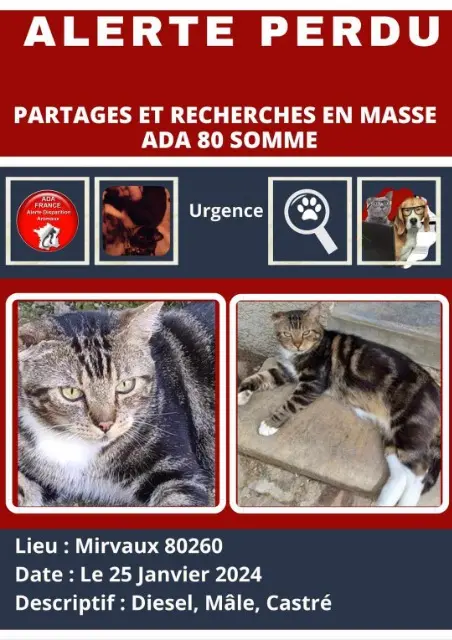 chat lost   80260 Mirvaux Diesel
