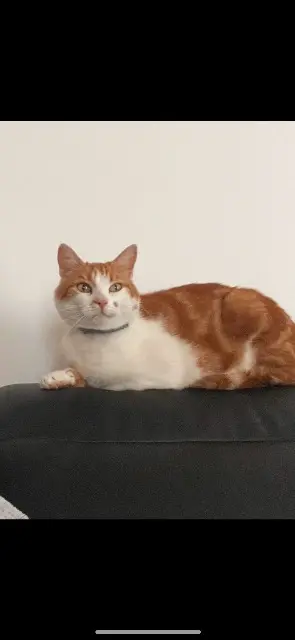 chat lost   80620 Berneuil Django