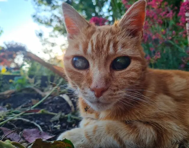 chat lost   80800 Daours Filou