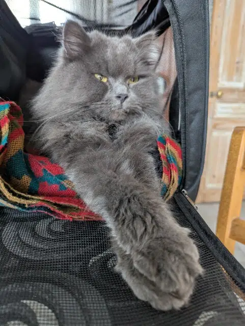 chat lost   80800 Corbie Gaston