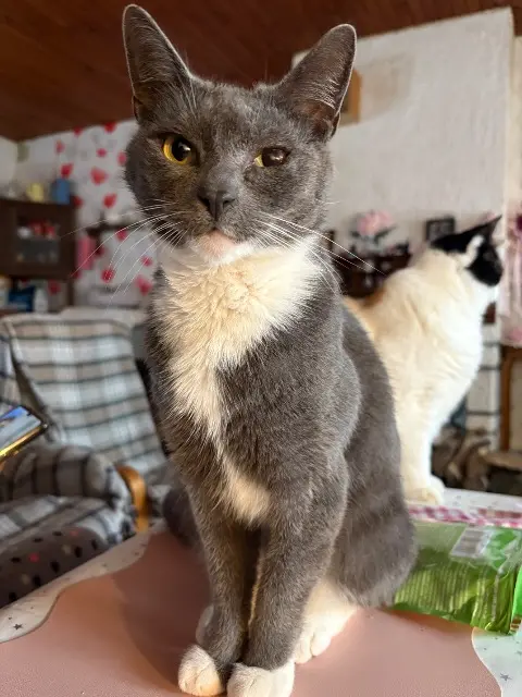 chat lost   80250 Ailly-sur-Noye Kiki