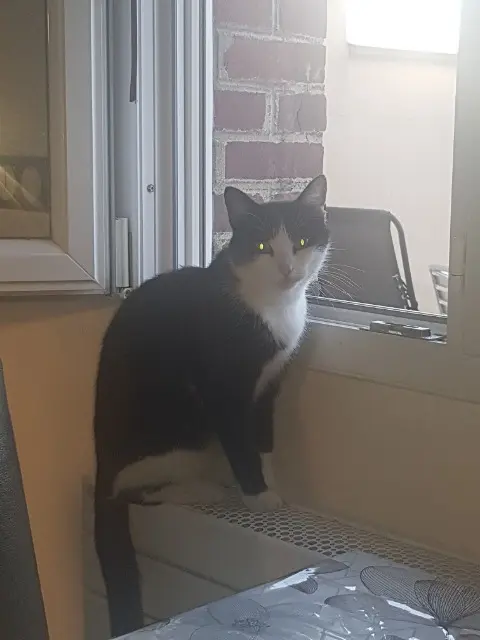 chat lost   80330 Longueau Lucky