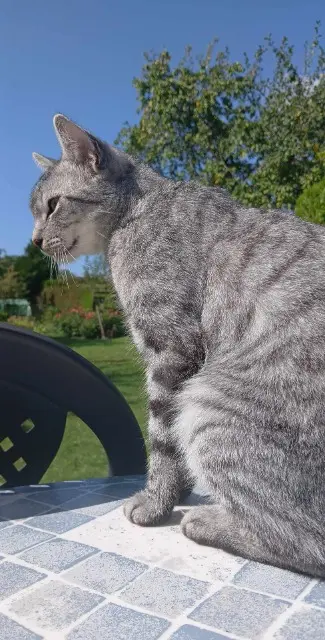 chat lost   80540 Bougainville Malo
