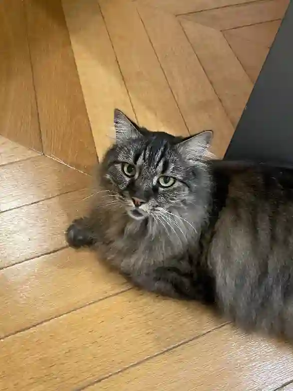 Chat Perdu 80 Somme - Marcel Chat Perdu 80 Somme - Marcel
