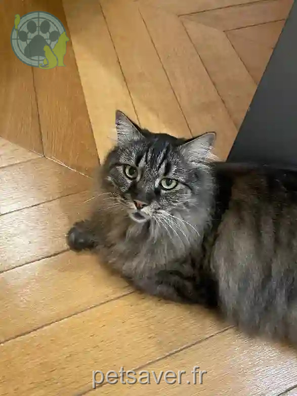 Chat Perdu 80 Somme - Marcel Chat Perdu 80 Somme - Marcel