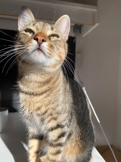 chat lost   80700 Roye Marcel