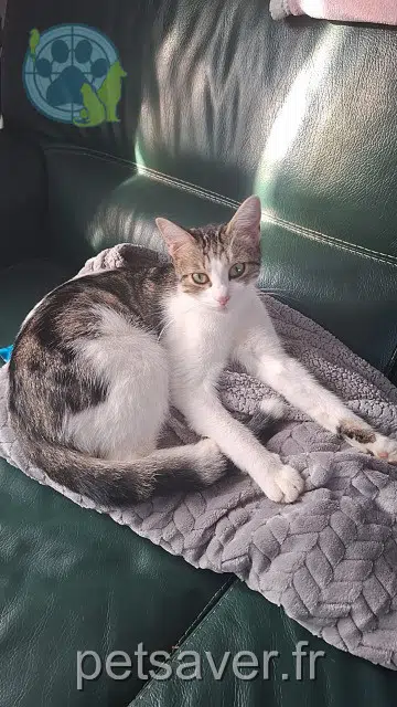 Kater lost 80770 Beauchamps Milo