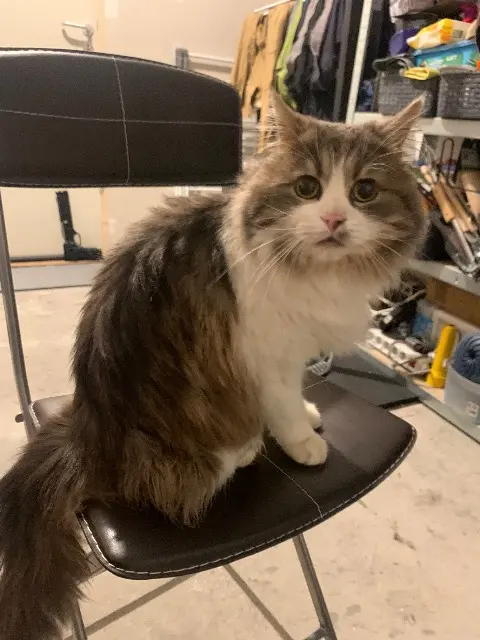 chat lost   80650 Vignacourt Milo