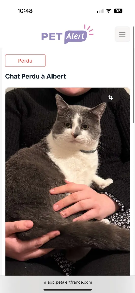 Chat Perdu 80 Somme - Moka Chat Perdu 80 Somme - Moka