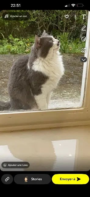 chat lost   80260 Cardonnette Moumouche