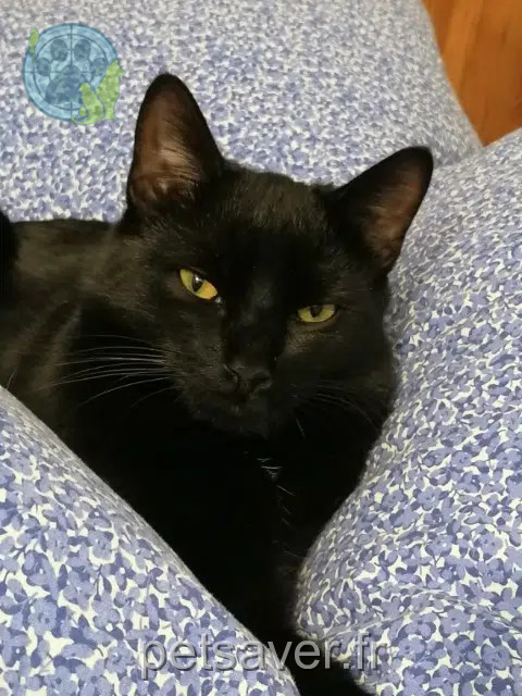 chat lost   80540 Molliens-Dreuil Moustic