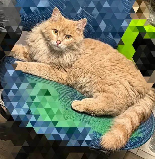 chat lost   80700 Roye O'Malley