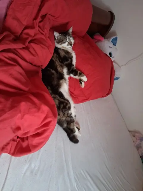 chat lost   80800 Fouilloy Oréo