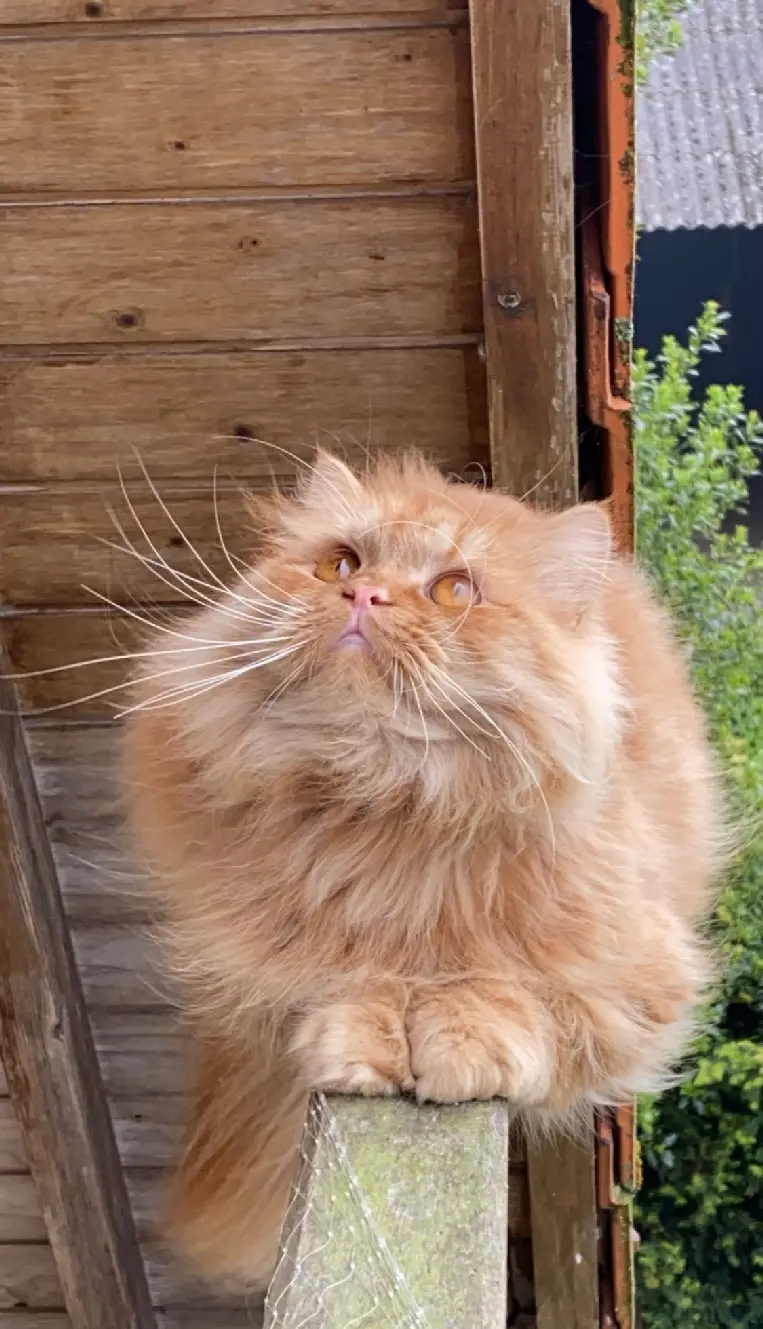Chat Perdu 80 Somme - Oslo Chat Perdu 80 Somme - Oslo