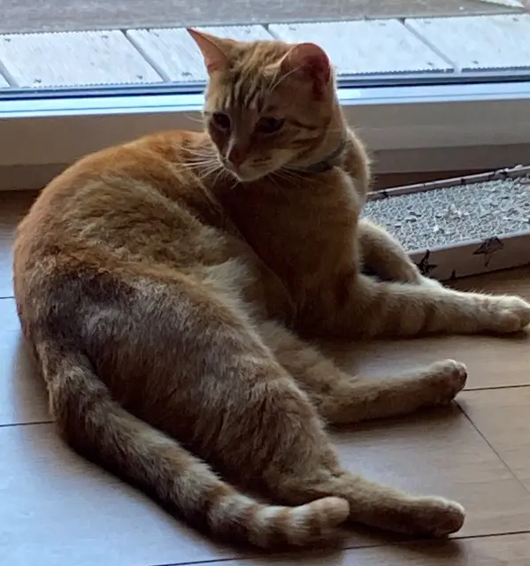 chat lost   80260 Allonville Paco