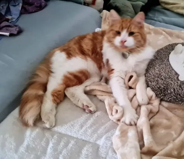 chat lost   80340 Cappy Pimousse